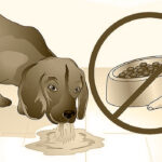 ¿Qué hacer si mi perro vomita? Causas y soluciones